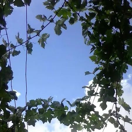 Casa Da Muralha Feriehus *